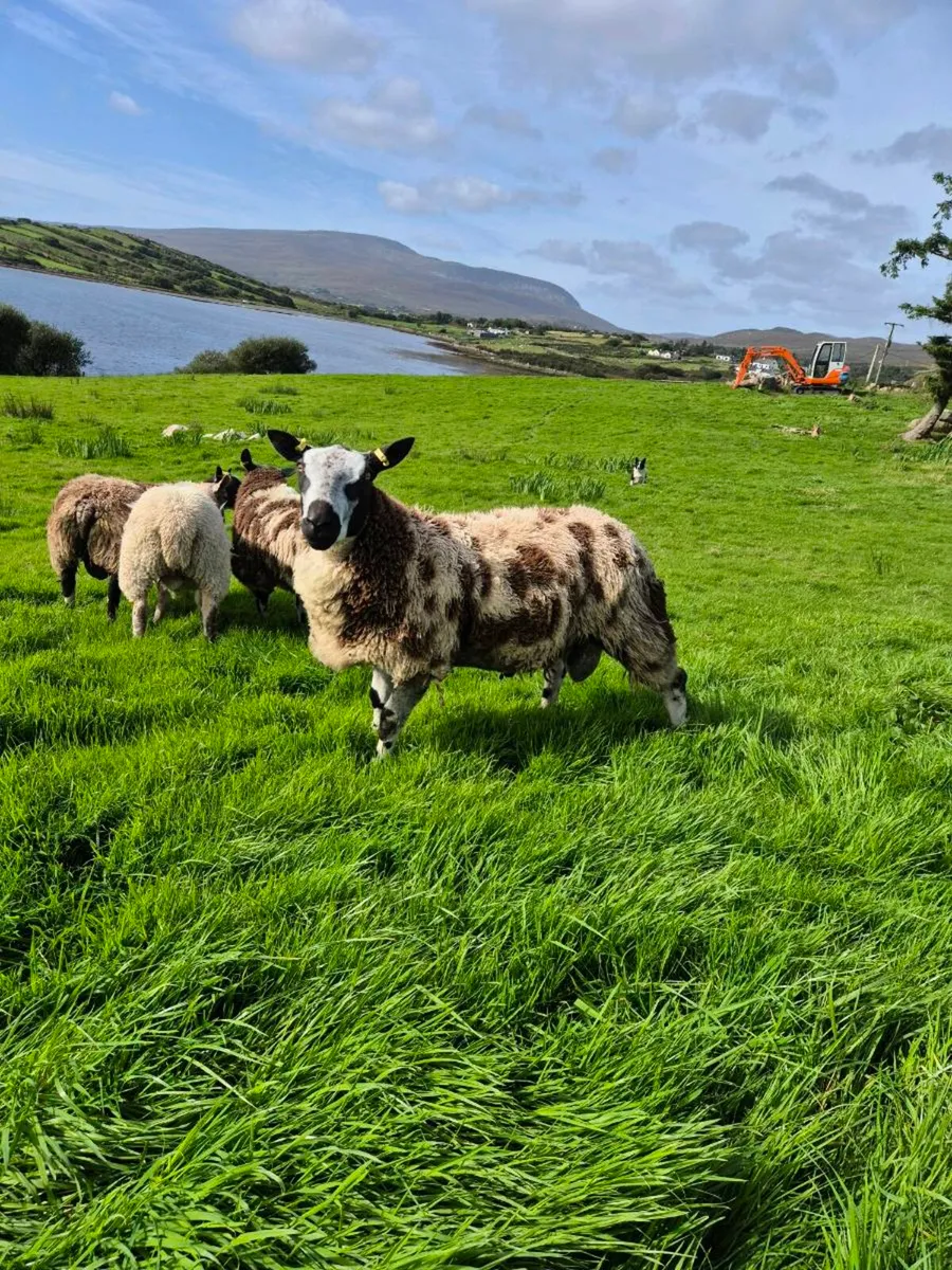 Dutch Spotted Ram Lambs - Image 3