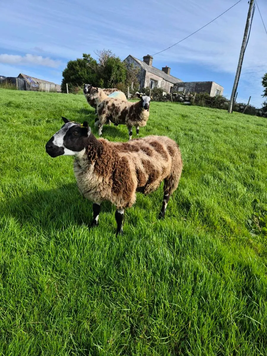 Dutch Spotted Ram Lambs - Image 4