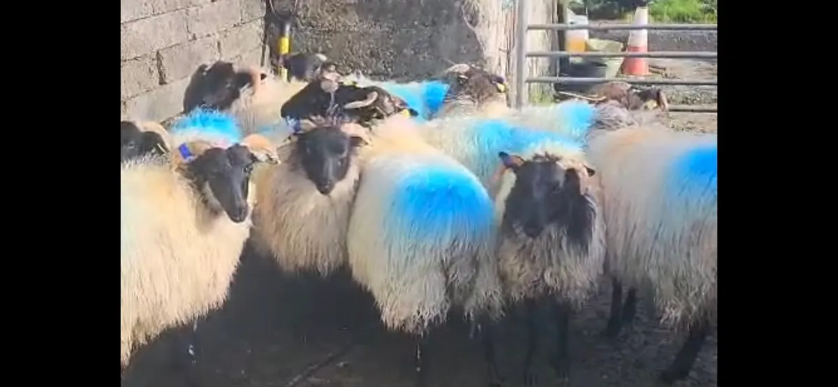 MAYO MOUNTAIN EWE LAMBS