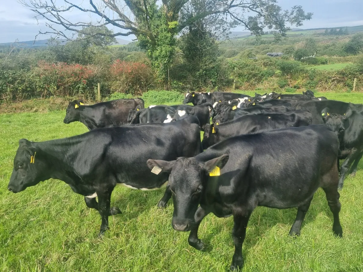 20 Weanling Heifers JEX - Image 1