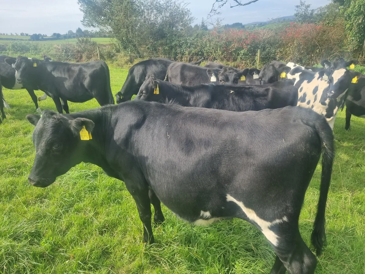 20 Weanling Heifers JEX - Image 2