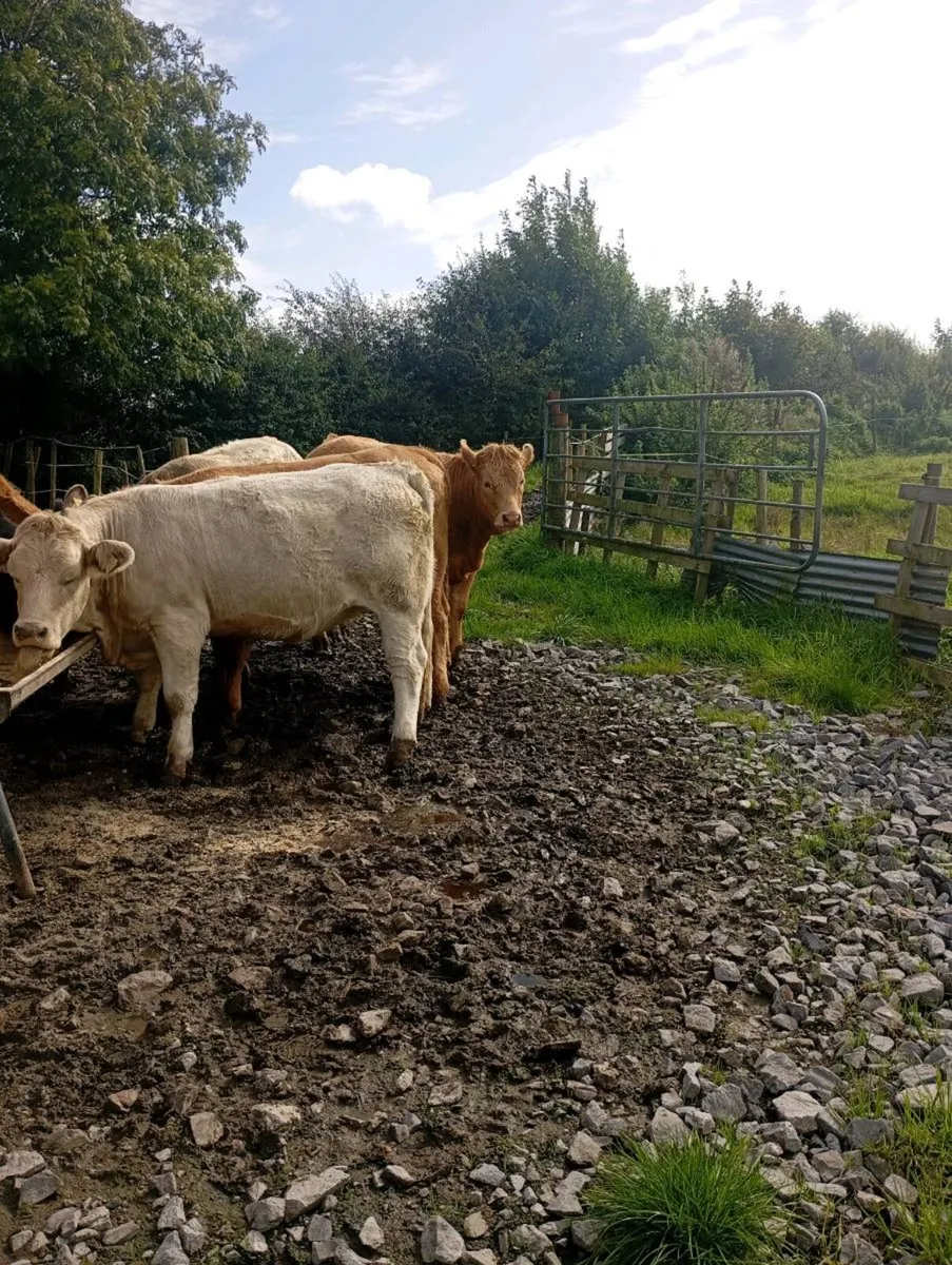 Cattle - Image 4