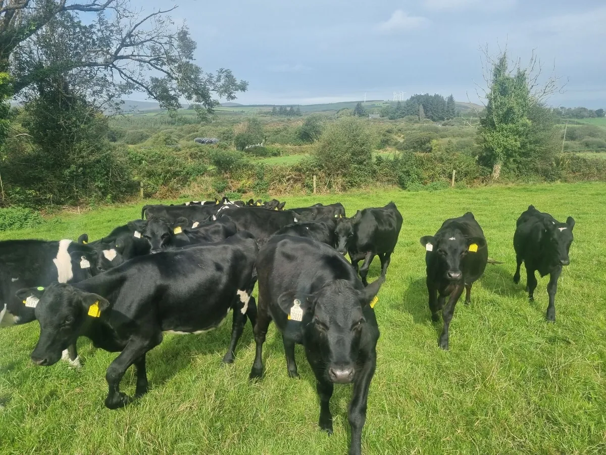 20 Weanling Heifers JEX - Image 3