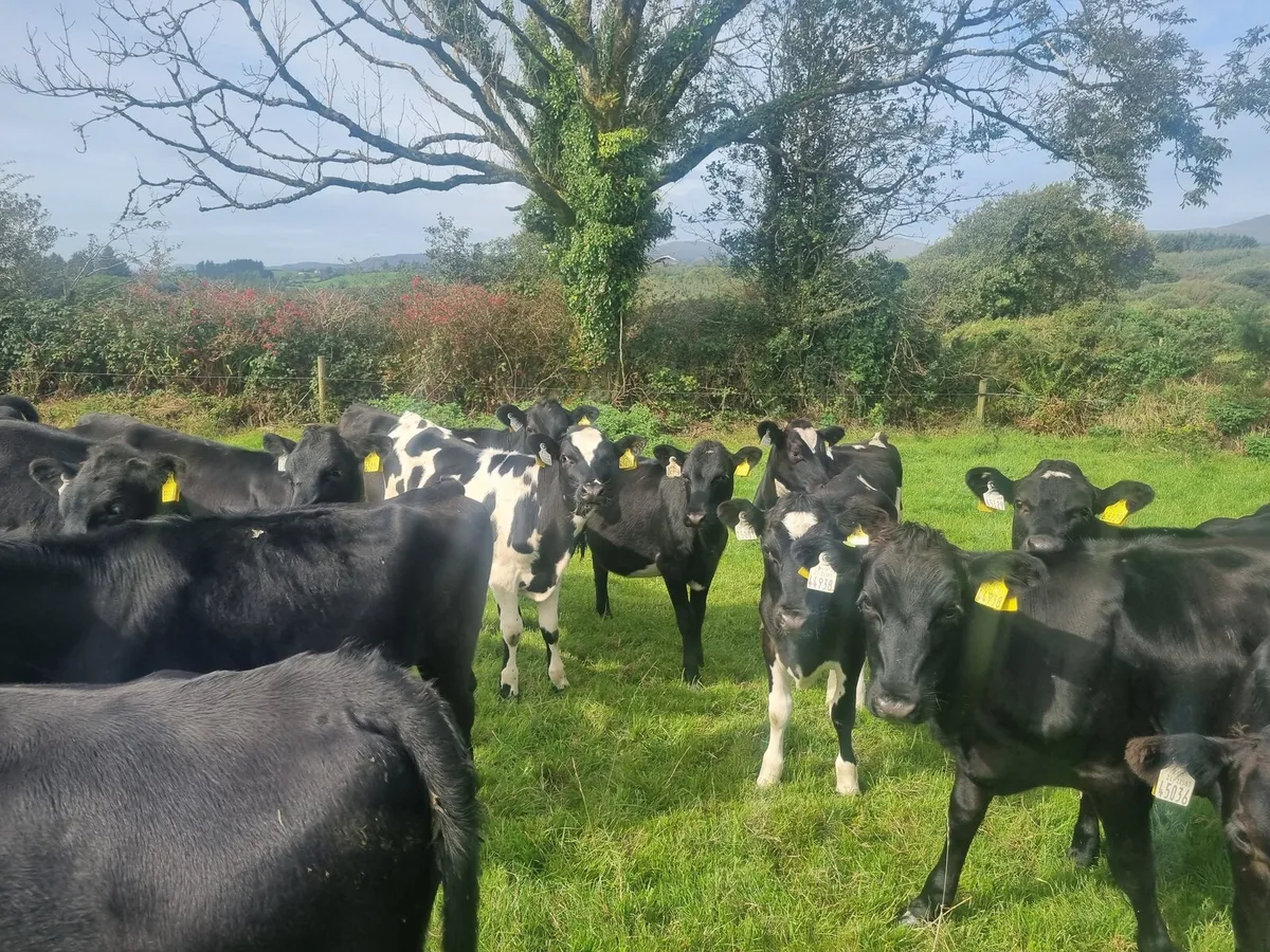 20 Weanling Heifers JEX - Image 4
