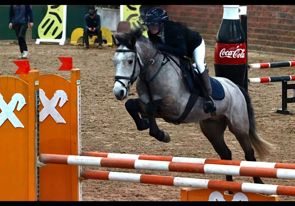 Full connemara gelding - Image 1