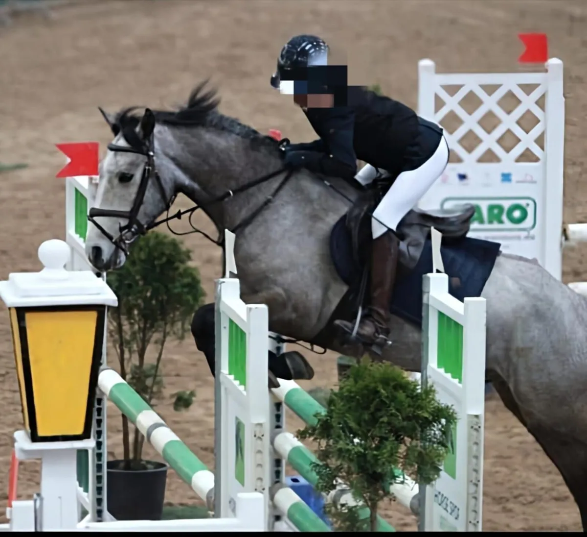 Full connemara gelding - Image 2