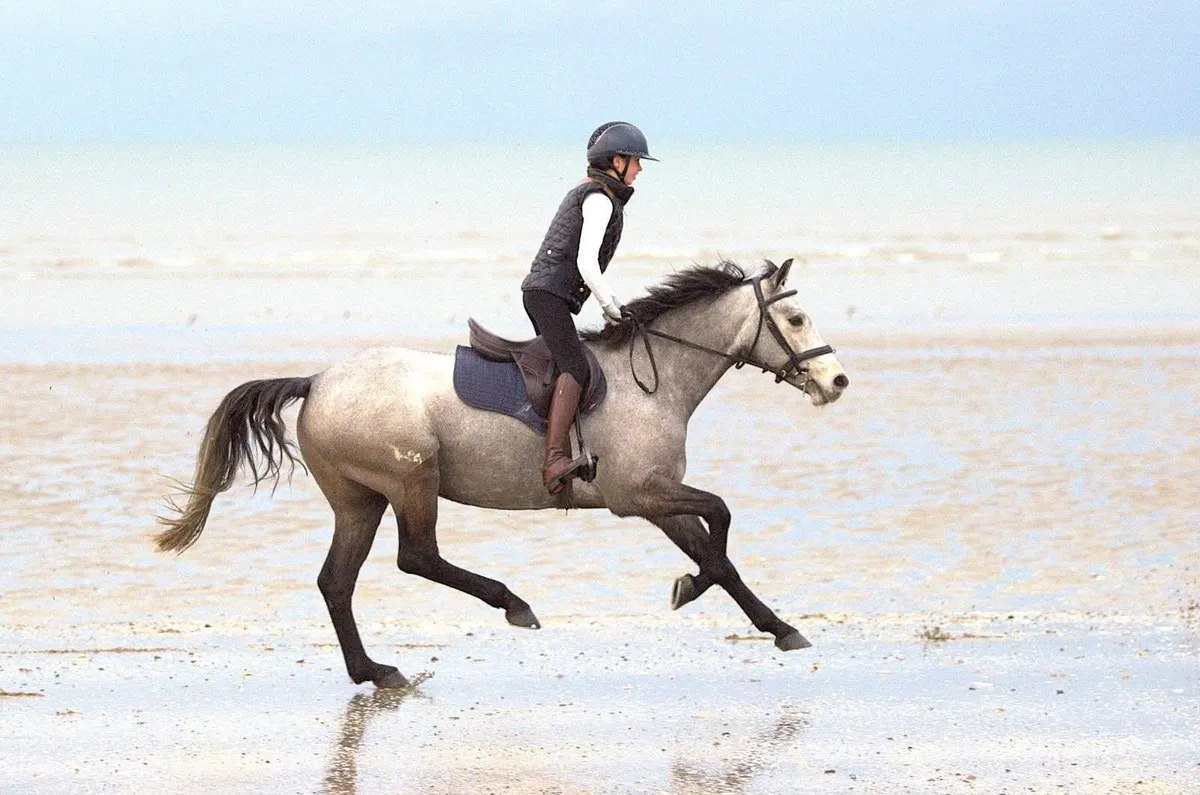 Full connemara gelding - Image 3