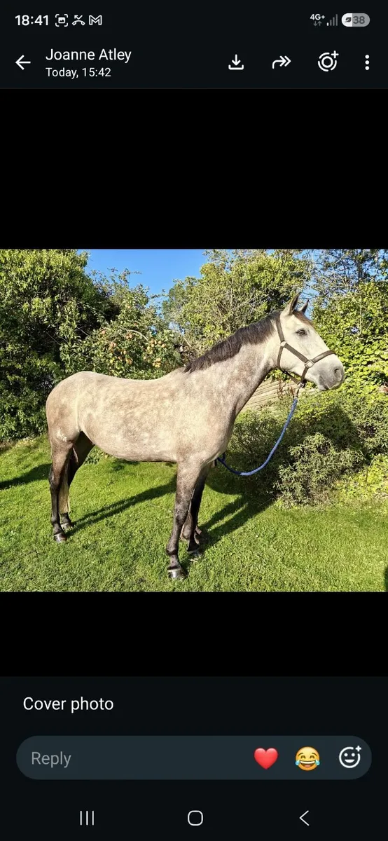 Full connemara gelding - Image 4
