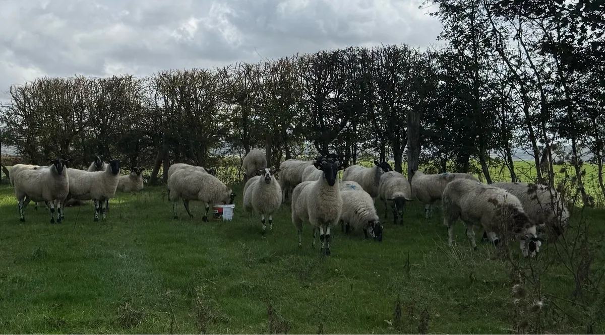 22 Mule Hoggets - Image 1