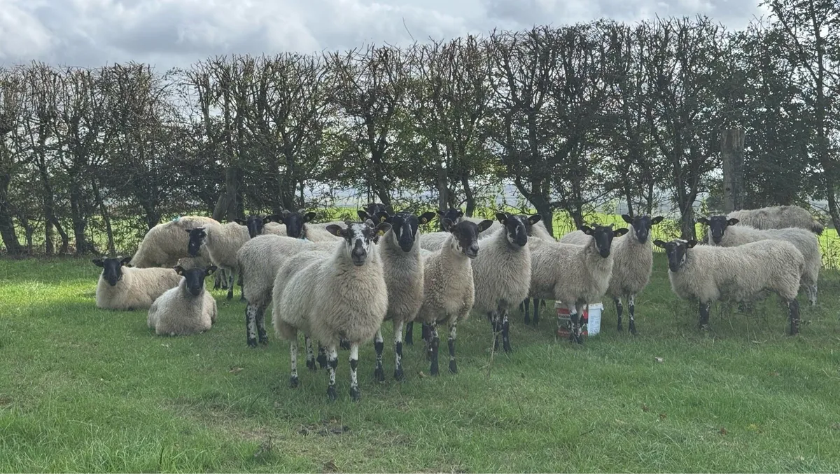 22 Mule Hoggets - Image 2