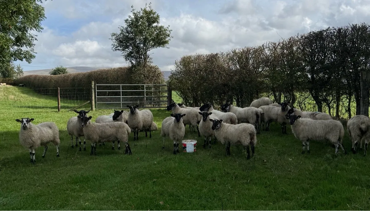 22 Mule Hoggets - Image 3