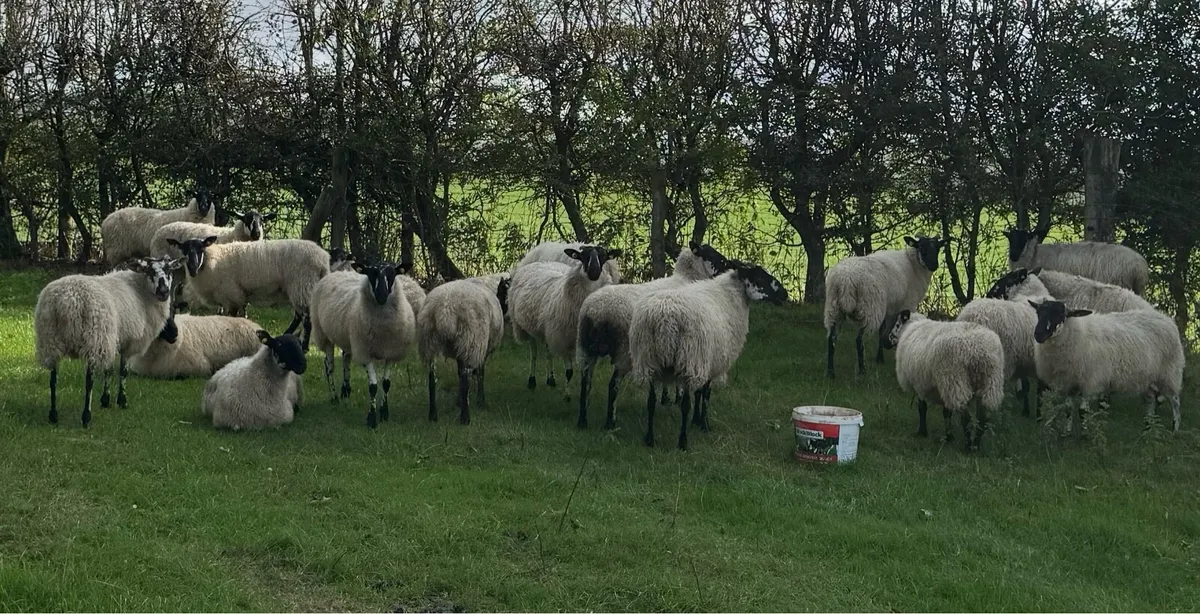 22 Mule Hoggets - Image 4