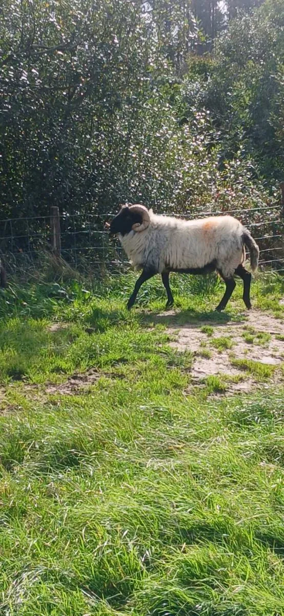 Hogget Hormy Ram - Image 1