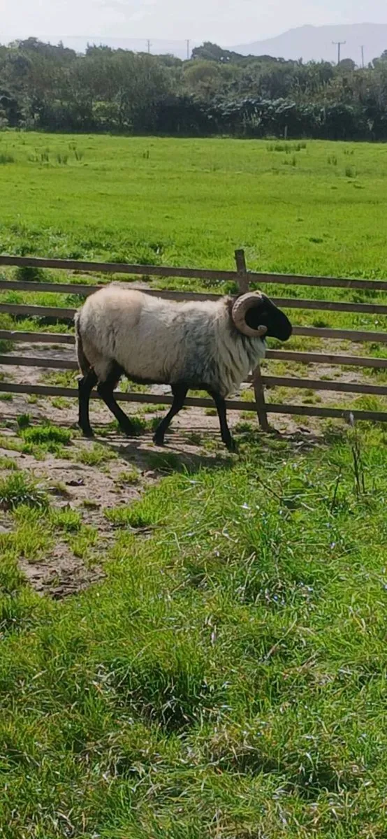Hogget Hormy Ram - Image 2