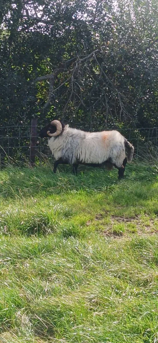 Hogget Hormy Ram - Image 3