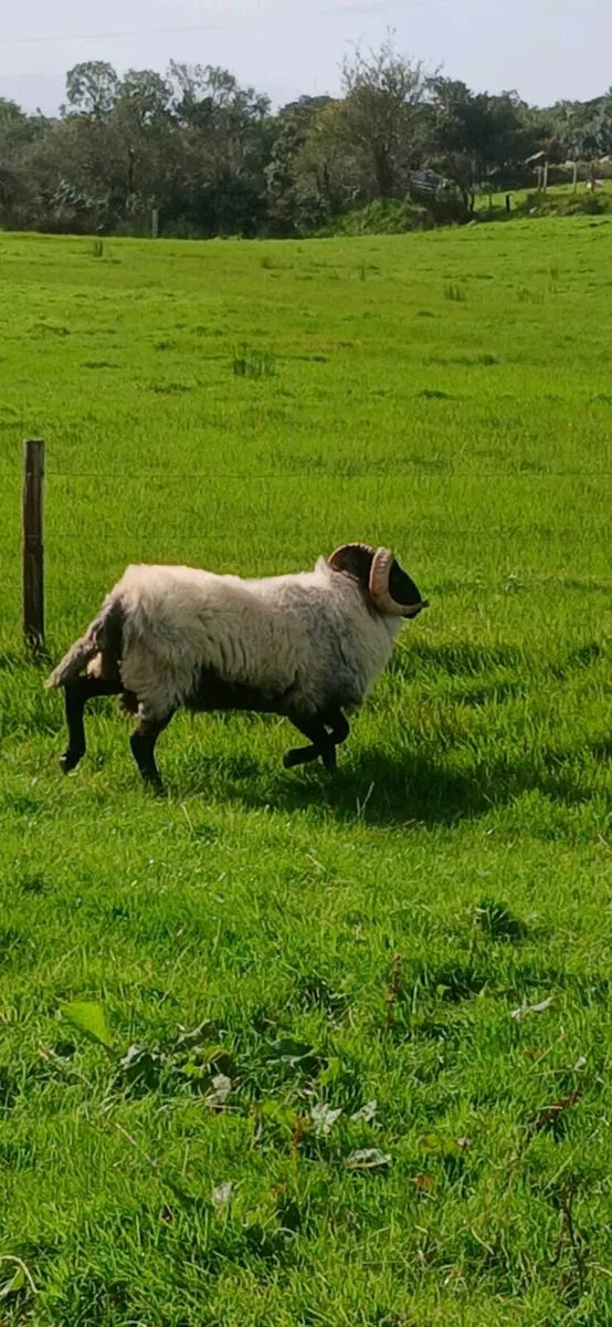 Hogget Hormy Ram - Image 4