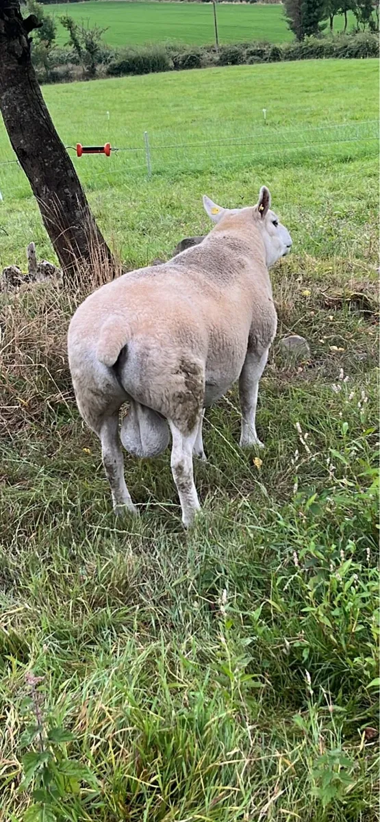 Rams - Image 3
