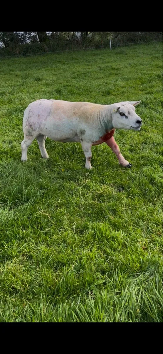 Rams - Image 1