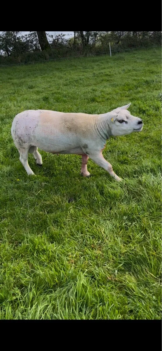 Rams - Image 2