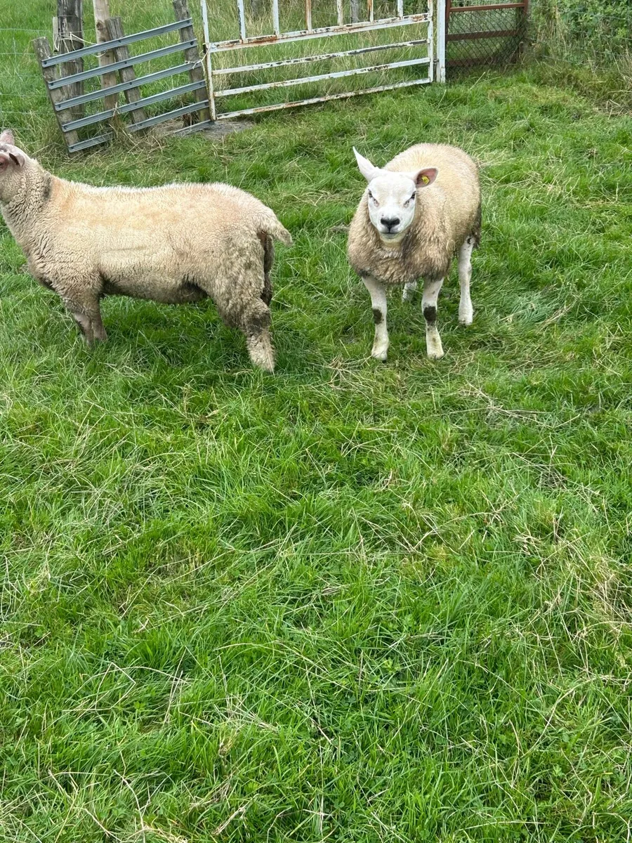 Charollais ram lambs for sale - Image 2