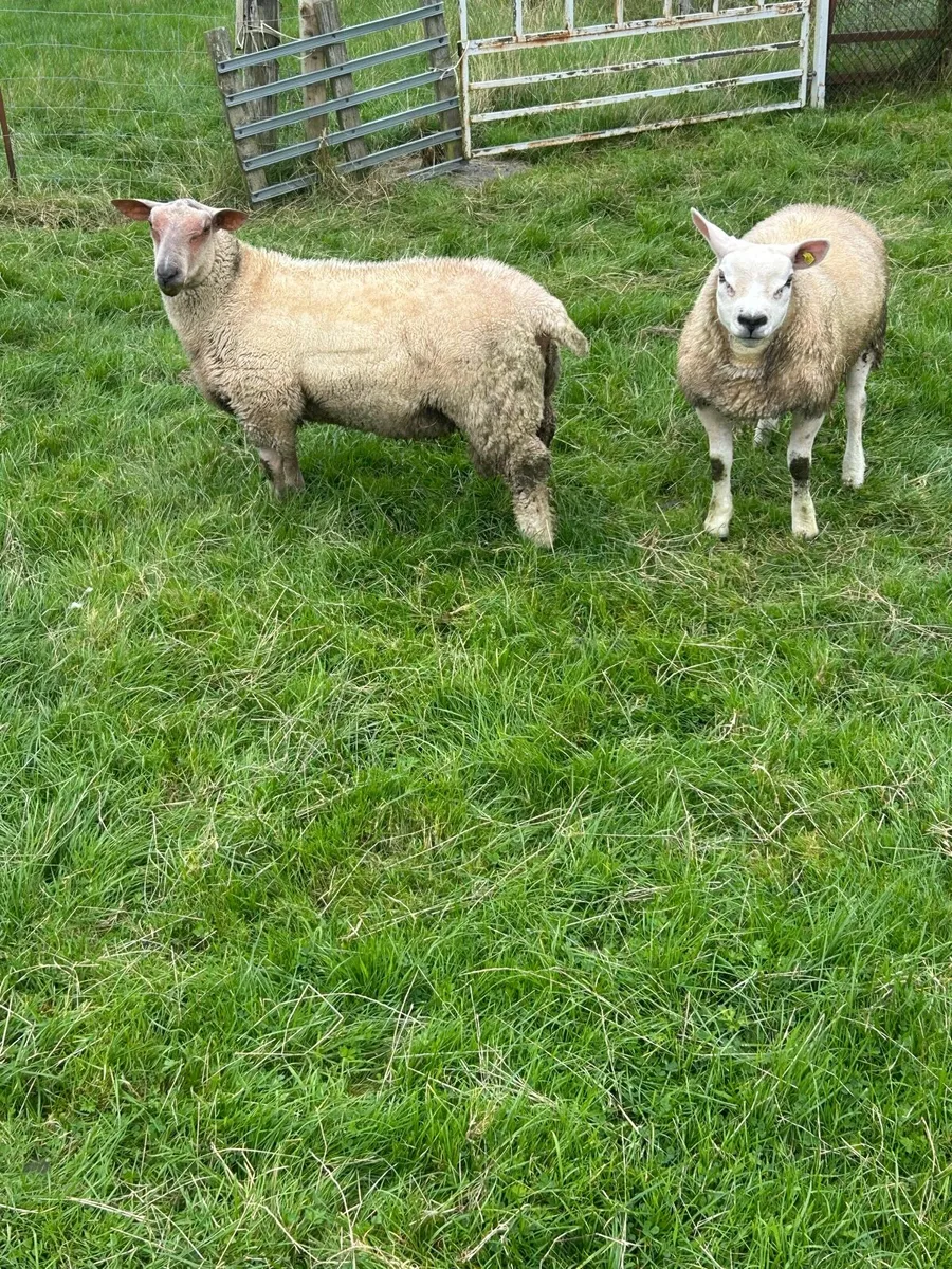 Charollais ram lambs for sale - Image 3