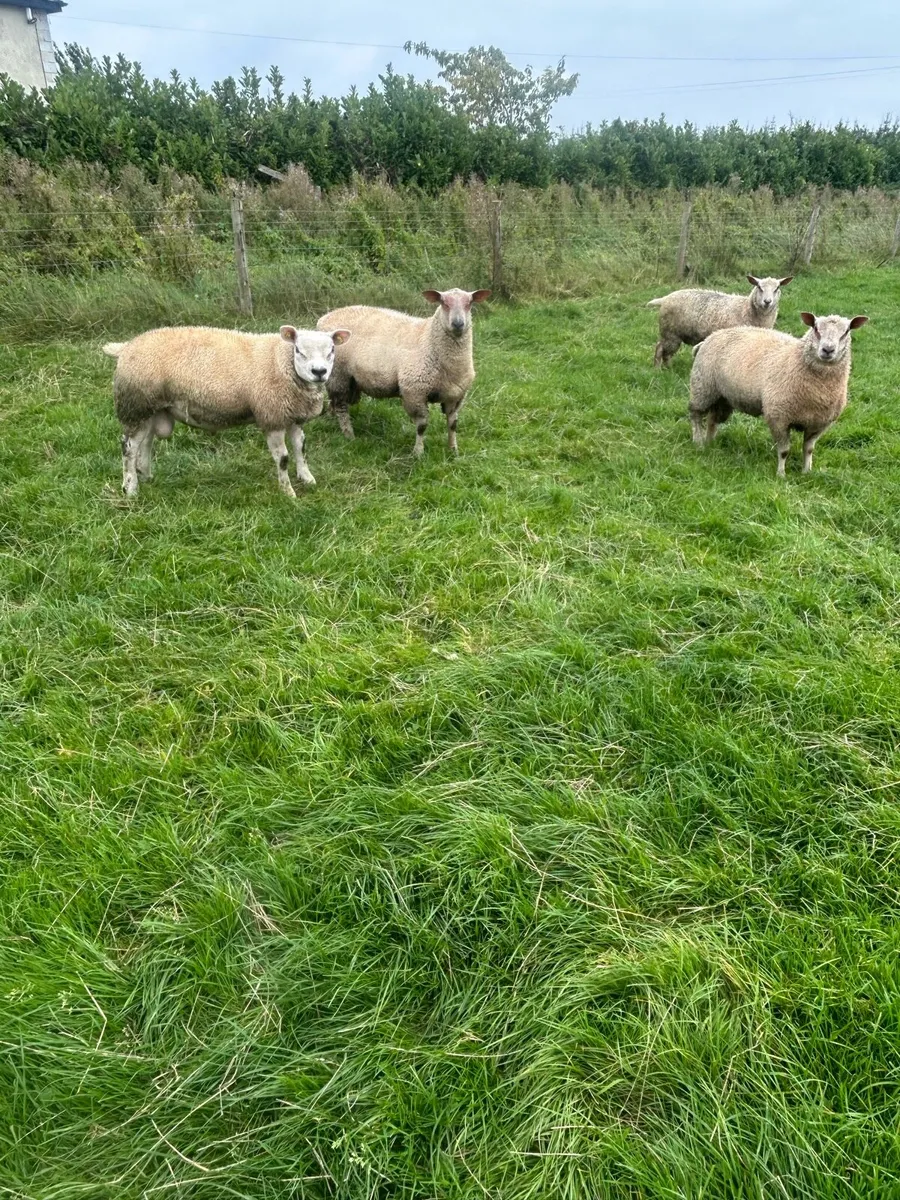 Charollais ram lambs for sale - Image 4