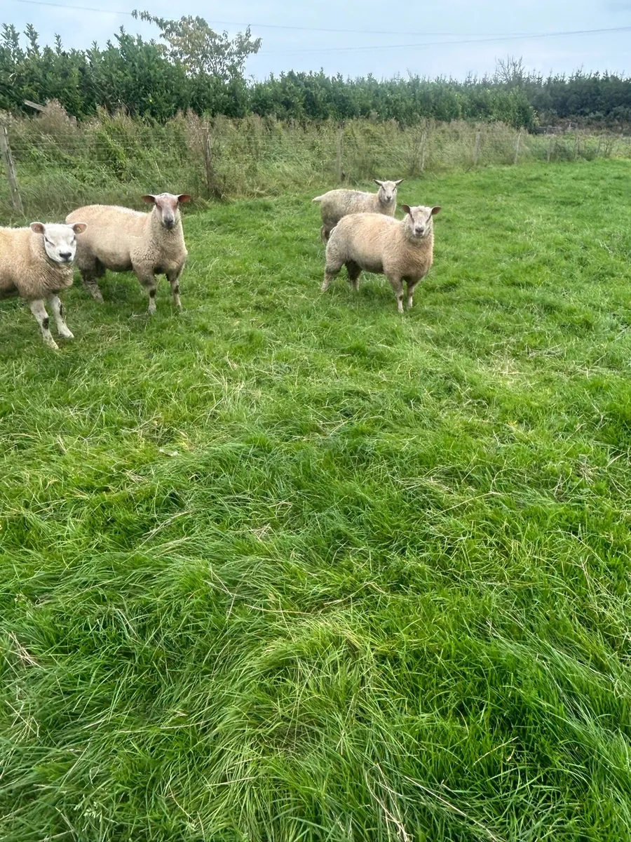 Charollais ram lambs for sale - Image 1