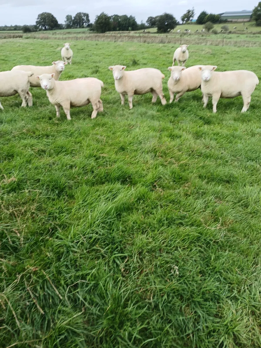 Dorset Hoggets pbr - Image 1