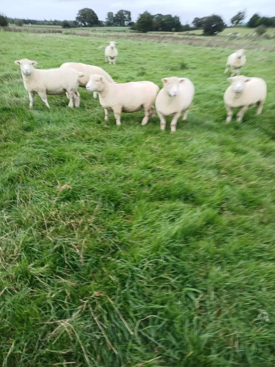 Dorset Hoggets pbr - Image 2