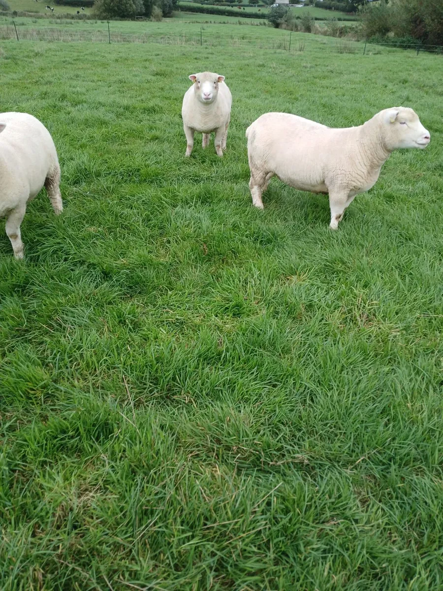Dorset Hoggets pbr - Image 4