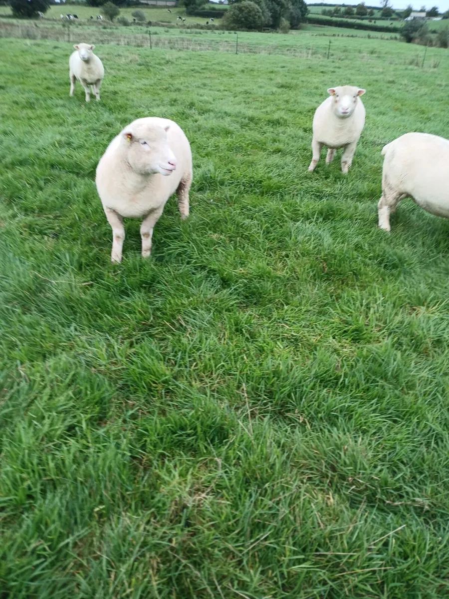 Dorset Hoggets pbr - Image 3