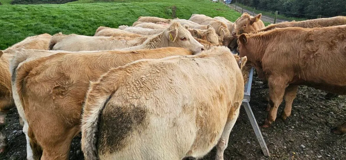 **18 Super Charolais Heifers ** - Image 2