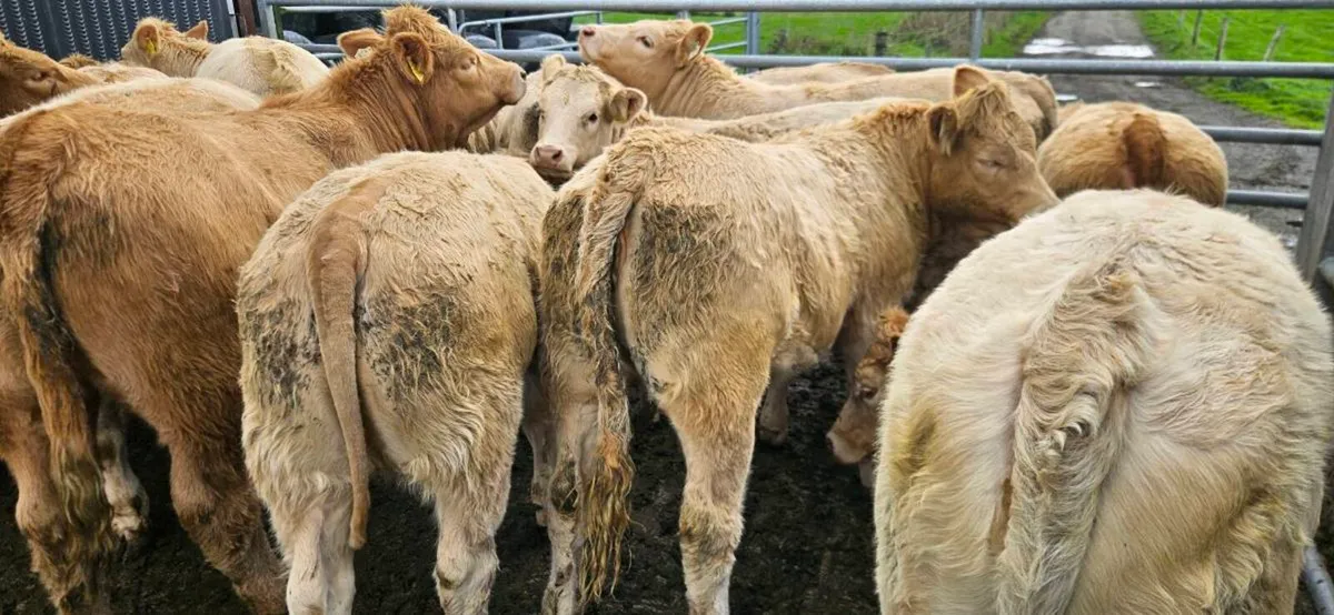 **18 Super Charolais Heifers ** - Image 3
