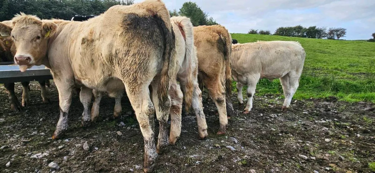 **18 Super Charolais Heifers ** - Image 4