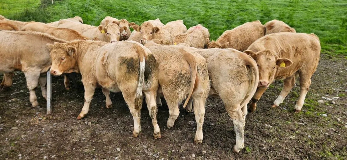 **18 Super Charolais Heifers ** - Image 1