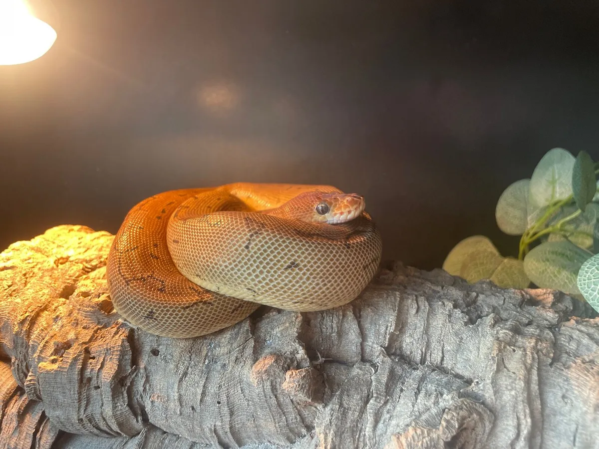 leopard pinstripe clown ball python - Image 1