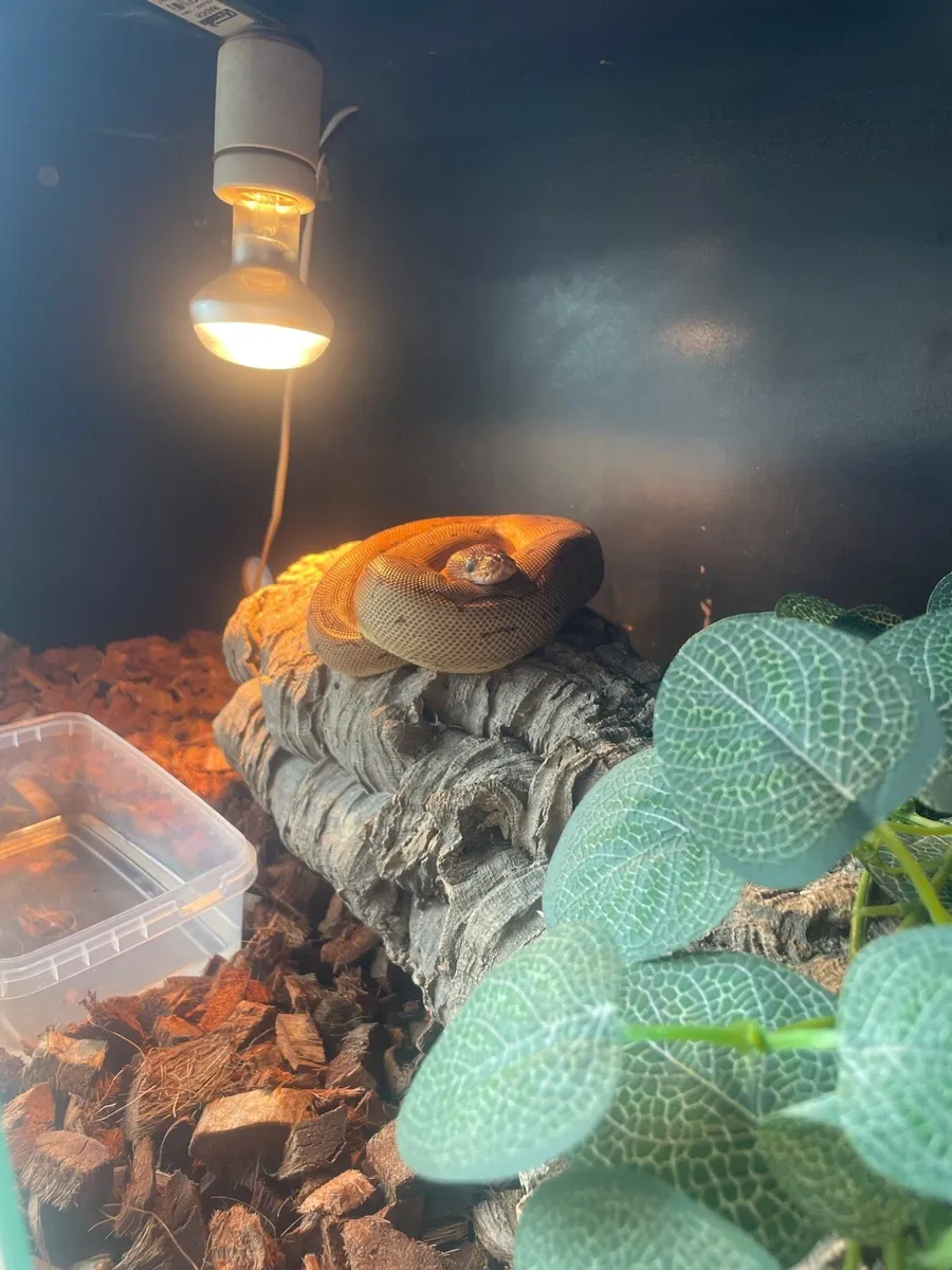 leopard pinstripe clown ball python - Image 3