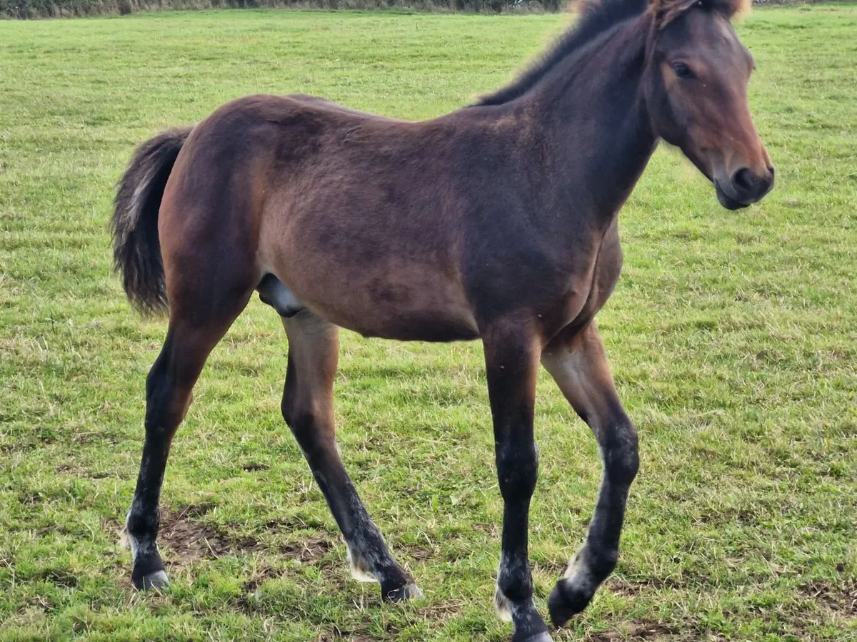Connemara Colt Foal - Image 3