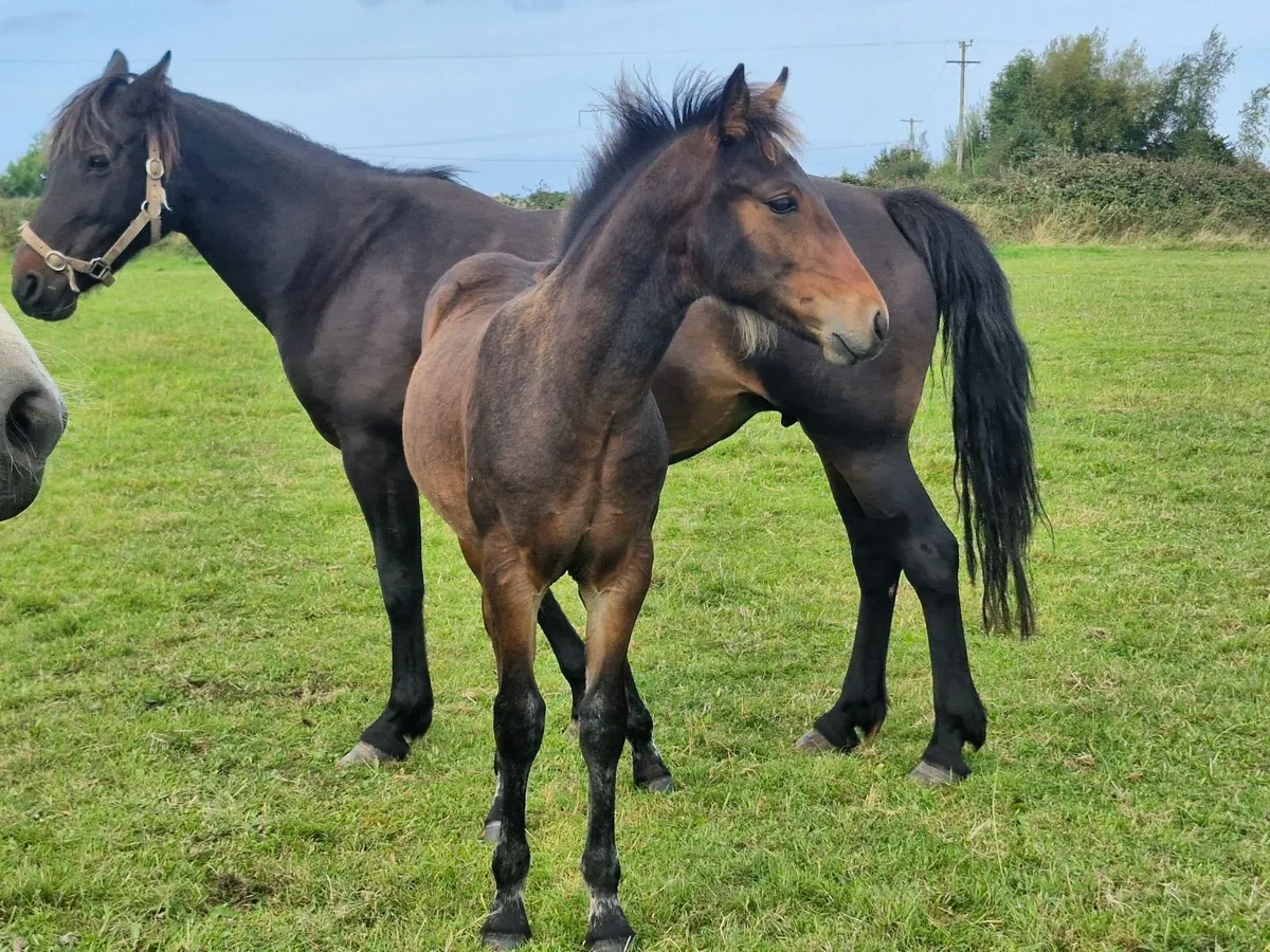 Connemara Colt Foal - Image 4