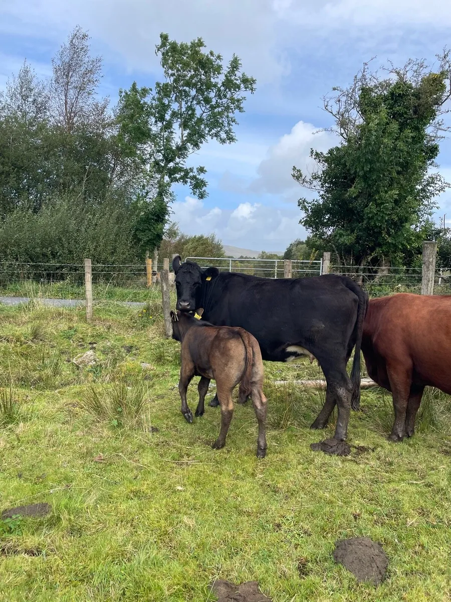 Organic cattle - Image 1