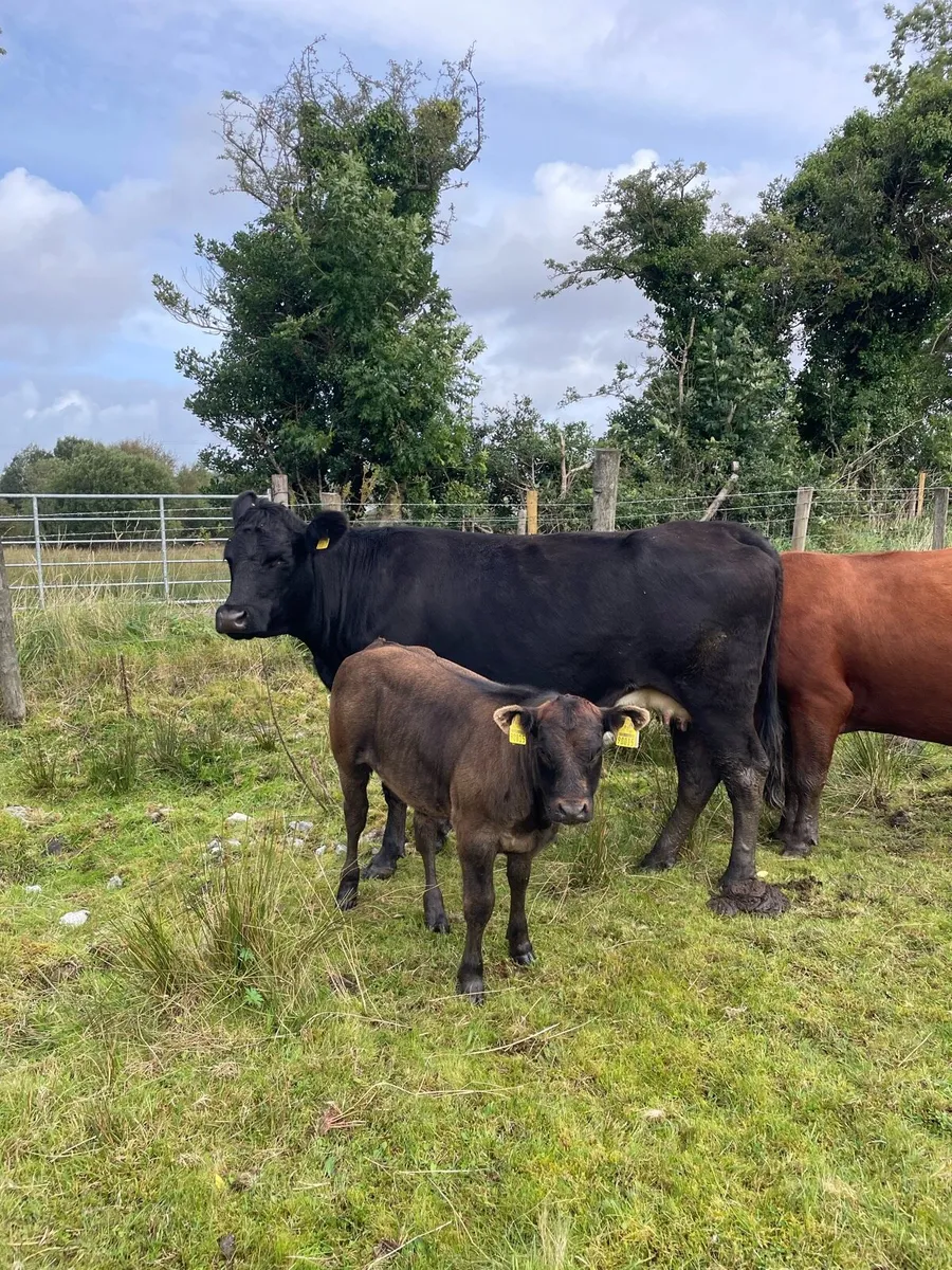 Organic cattle - Image 2