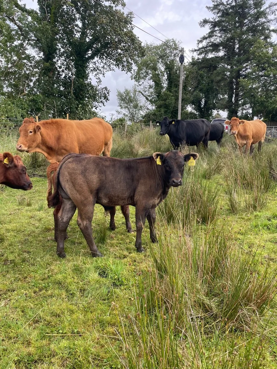 Organic cattle - Image 3