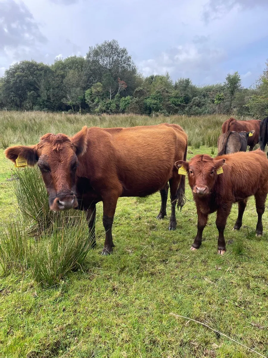 Organic cattle - Image 4