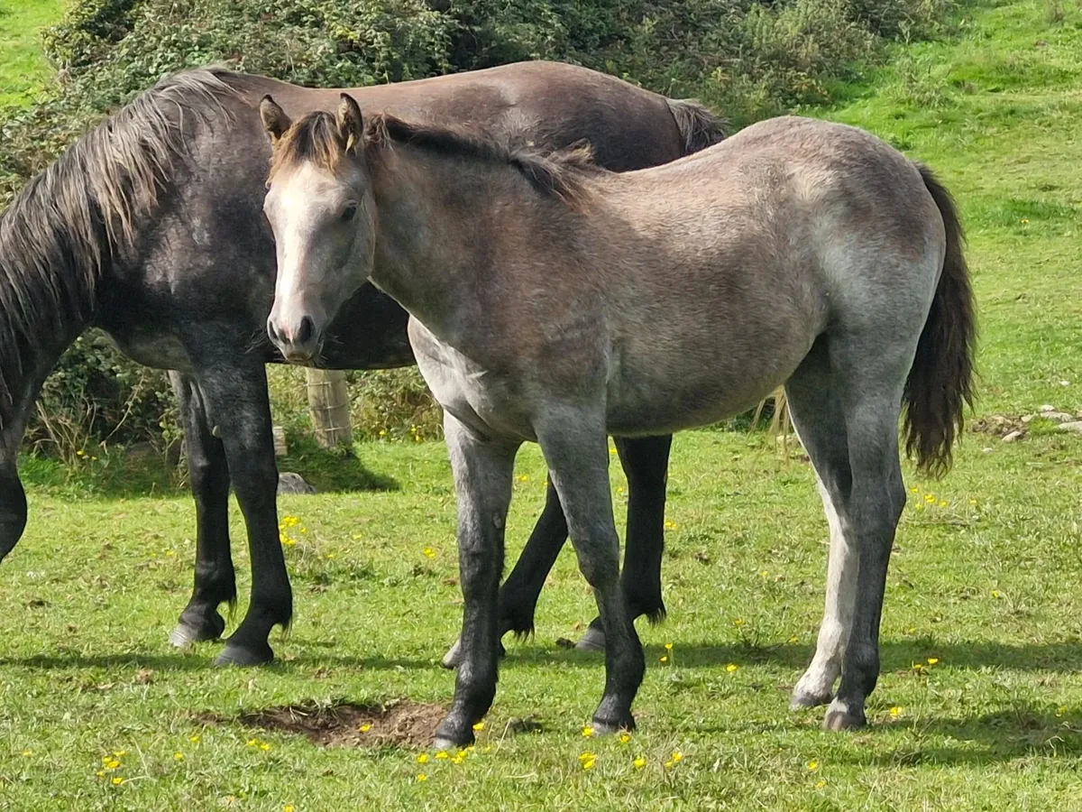 Connemara Filly Foal - Image 1