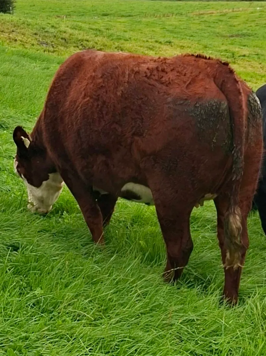 Springing Heifers - Balla Sept 26th - Image 2