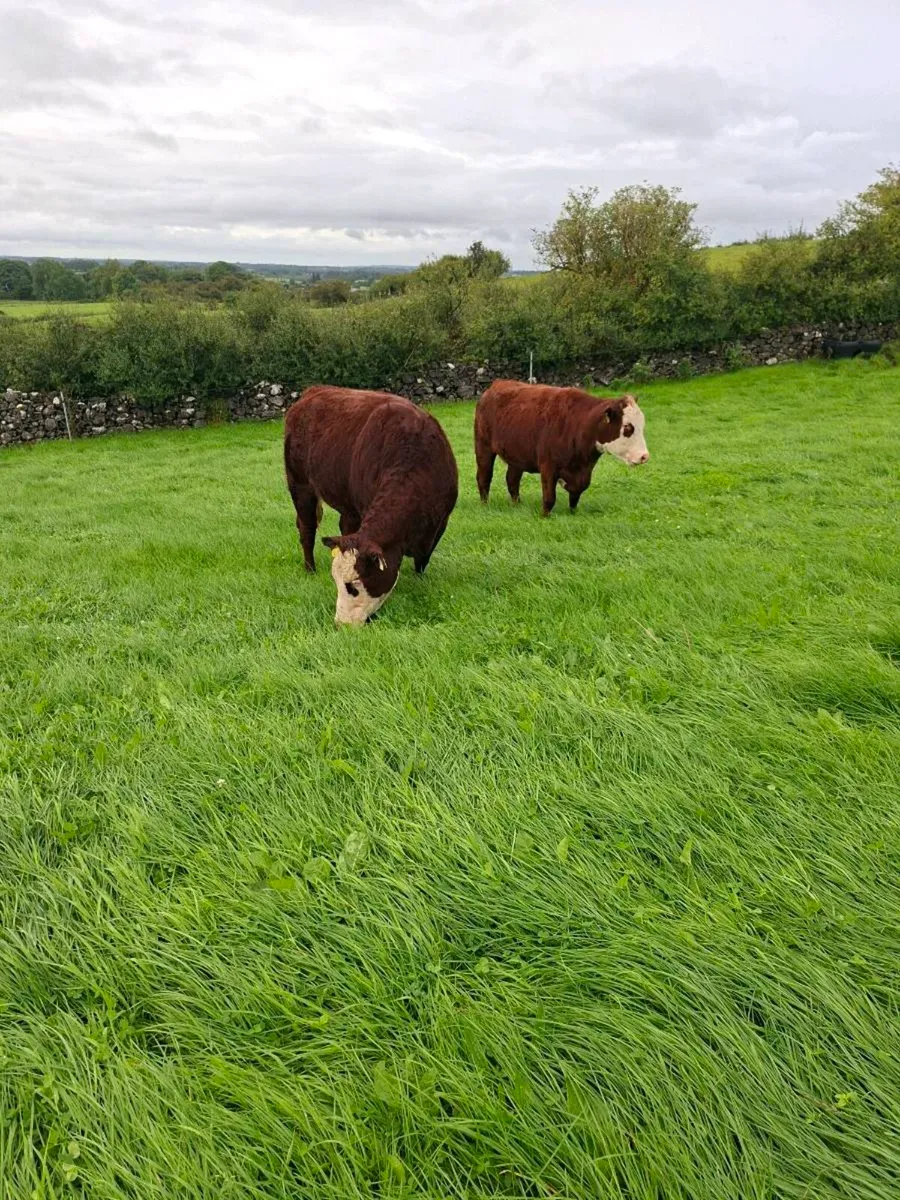 Springing Heifers - Balla Sept 26th - Image 3