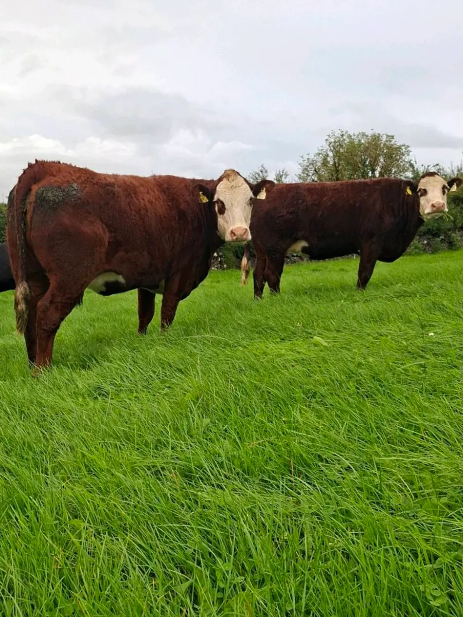 Springing Heifers - Balla Sept 26th - Image 4