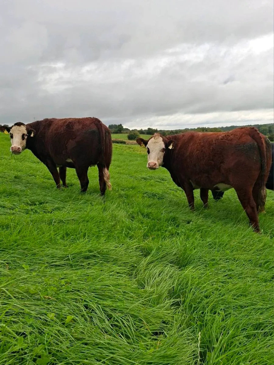 Springing Heifers - Balla Sept 26th - Image 1