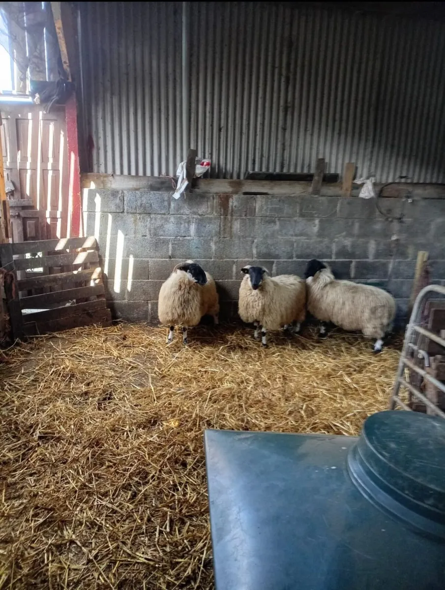 Ewe lambs - Image 1