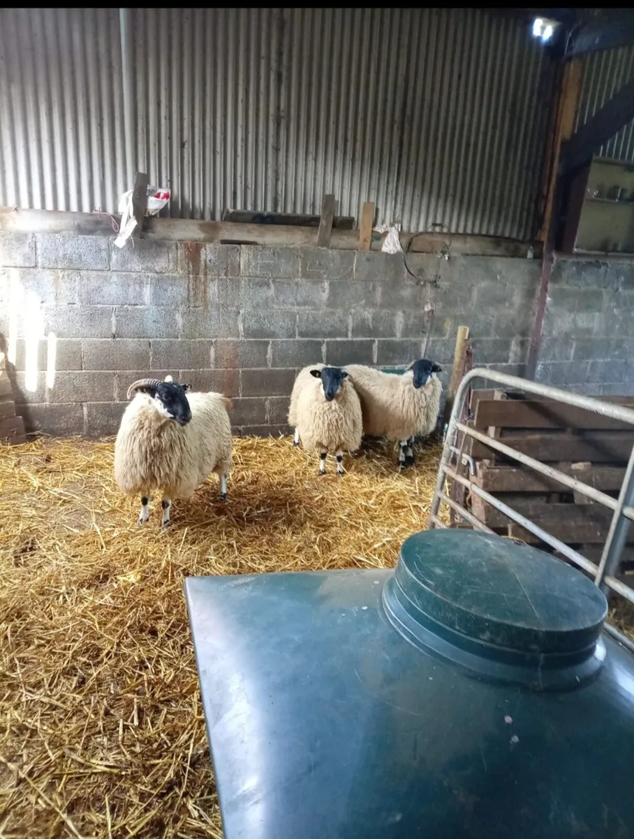 Ewe lambs - Image 2